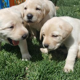 Labrador Retriever Puppies from Lost River Labradors