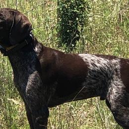 German Shorthaired Pointers from Hunting S Kennel