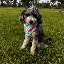 Raina - Bernedoodle