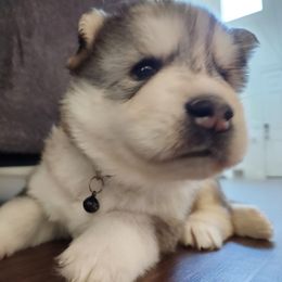 "Harleen and J's Puppies" Siberian Husky Puppies from JK Huskies