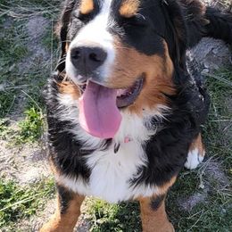 Bernese Mountain Dogs from Mountain Willow Bernese Dogs