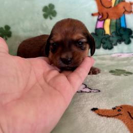 Boy 1 - Chocolate male Dachshund puppy in Willow Springs, Missouri from Krazy Acre Farm