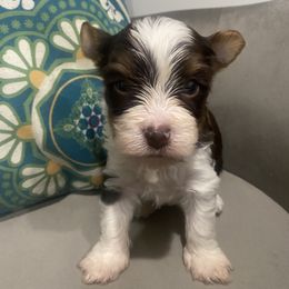"Chandler Boy" Biewer Terrier Puppies from Port-au-Prints
