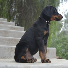 Doberman Pinscher Puppies from Obsidian Kennels