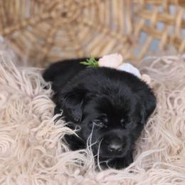 Miss Yellow - Black Labrador Retriever puppy in Morrill, Kansas from Grimm Girls Farm