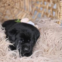 Miss Yellow - Black Labrador Retriever puppy in Morrill, Kansas from Grimm Girls Farm