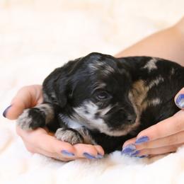 Aussiedoodle Puppies from Aspen River Doodles