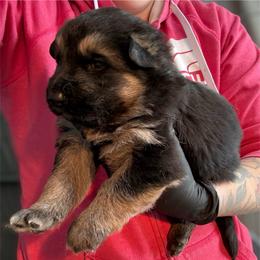 Black and Tan Male 2 - Black and tan male German Shepherd puppy in Tafton, Pennsylvania from Pocono GSD