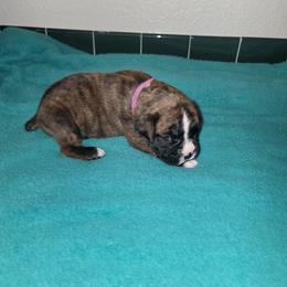 Boxer Puppies from BUTTERFLYS BOXERS