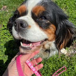 Chloe - Cavalier King Charles Spaniel