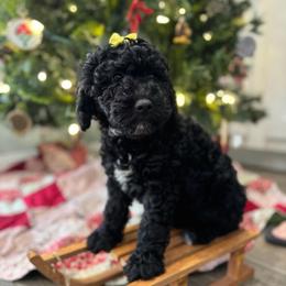 Claudia Sanders - Black female Goldendoodle puppy in Camden, North Carolina from Oopsie Doodles of NC