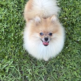 Pomeranian puppies from Puppies Forever 💙❤️🐶