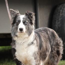 Border Collie puppies from C Bar C Ranch Border Collies