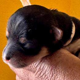 Pink Collar Girl - Black and tan female Yorkipoo puppy in Las Vegas, Nevada from Plush Toy Poodle Puppies & Pals