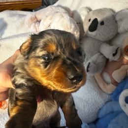 Stanley 2,850 - Black and tan male Dachshund puppy in Oscoda, Michigan from Northland Dachshunds