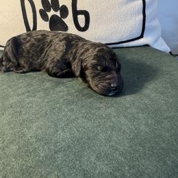 Black - Black male Bernedoodle puppy in Bellevue, Iowa from Blended Acres & Kennels
