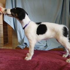 Borzoi Puppies from Cherry Hill Borzois