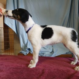 Borzoi Puppies from Cherry Hill Borzois
