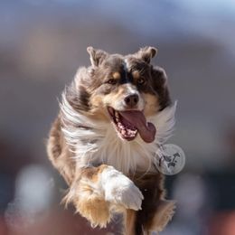 Drake - Australian Shepherd