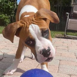 Boxer Puppies from Starlight Boxer Corner