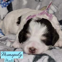 Monopoly - Tri-color male Australian Labradoodle puppy in Beecher, Illinois from Erica’s Doodles
