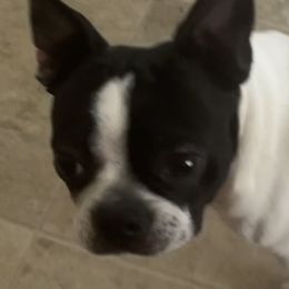 Kaiju  - Boston Terrier