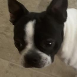 Kaiju  - Boston Terrier