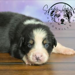 Savannah - Black tri-color female Australian Shepherd puppy in Fultonville, New York from Sandy Aussies & Pomeranians