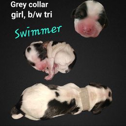 Grey collar, Swimmer - Black white and tan female English Springer Spaniel puppy in Canyonville, Oregon from Enos Ranch Springer Spaniels