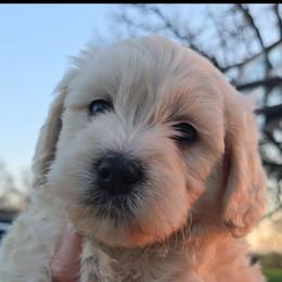 Armani - Cream male Goldendoodle puppy in Red Oak, Iowa from Fisher Pups-Stay Golden with a Doodle