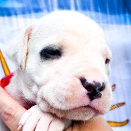 Girl 2 Guinevere - White female Dogo Argentino puppy in San Diego, California from Debonair Dogos