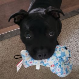 Staffordshire Bull Terrier All Grown Up from Freystaff Staffordshire Bull Terriers