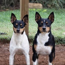 Axl - Rat Terrier