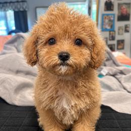 Goldendoodle puppies from Bishop Golden Doodles