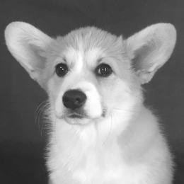 Pembroke Welsh Corgis from Sagewind Corgis