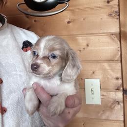 Button - Dapple female Dachshund puppy in Cheyenne, Wyoming from Great Basin Hounds