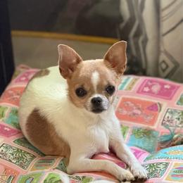 Belle - Chihuahua