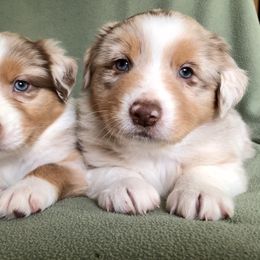"Ruby x Ben's dad" Australian Shepherd Puppies from Cedar Creek Farm