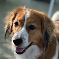 Toby - Nederlandse Kooikerhondje