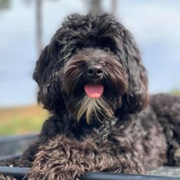 Tipsy - Australian Labradoodle