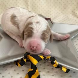 Mars - Parti male Goldendoodle puppy in Camden, North Carolina from Oopsie Doodles of NC