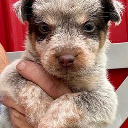 Boy 1 - Blue male Australian Cattle Dog puppy in Morton, Mississippi from Heart K Kennels