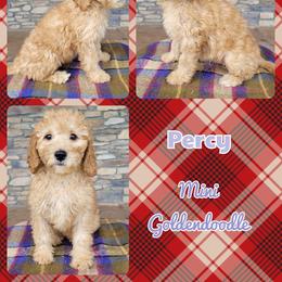 Goldendoodle Puppies from Rose's Doodles