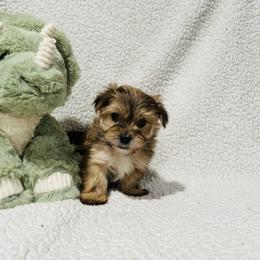 'Bashful' - Tan male Morkie puppy in Durand, Wisconsin from Larson’s Legacy Aussome Aussie Kennels