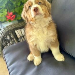 George - Red tri-color male Australian Shepherd puppy in Ephrata, Pennsylvania from Weavers Indian Run Aussies