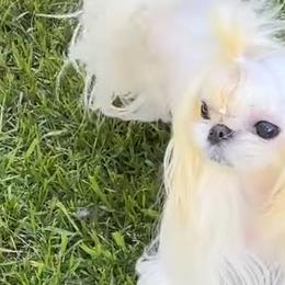 Biewer Terriers, Maltese, Maltipoos, Poodles, and Yorkshire Terriers from Yorkie & Maltese Royalty