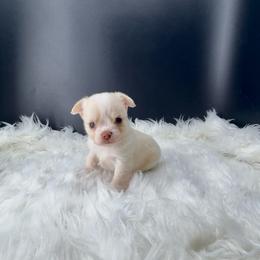 Sam - Cream and white male Chihuahua puppy in Simpsonville, South Carolina from N&T's Chihuahuas