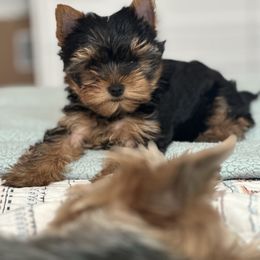 Mia - Blue and gold female Yorkshire Terrier puppy in Stanton, California from Essence of Grace Yorkies