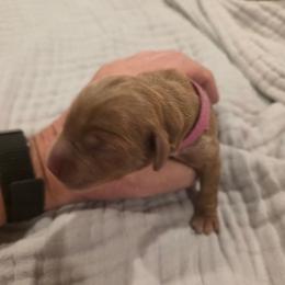 Pink - Cafe female Labradoodle puppy in Commerce City, Colorado from Playful Paws Labradoodles