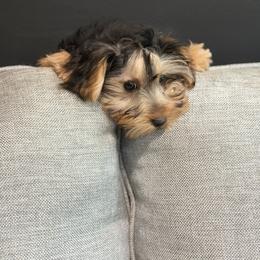 Old English Sheepdog, Poodle, Sheepadoodle, and Yorkipoo Puppies from Love Tallulah Sheepadoodles LLC
